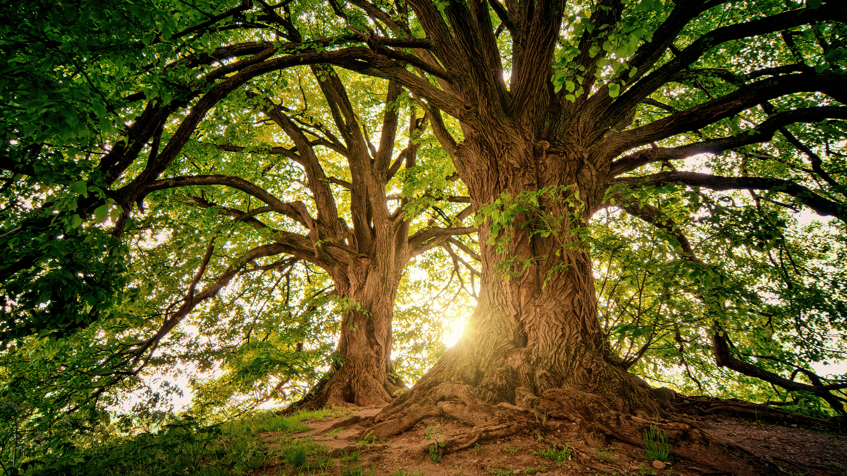 Nature scene