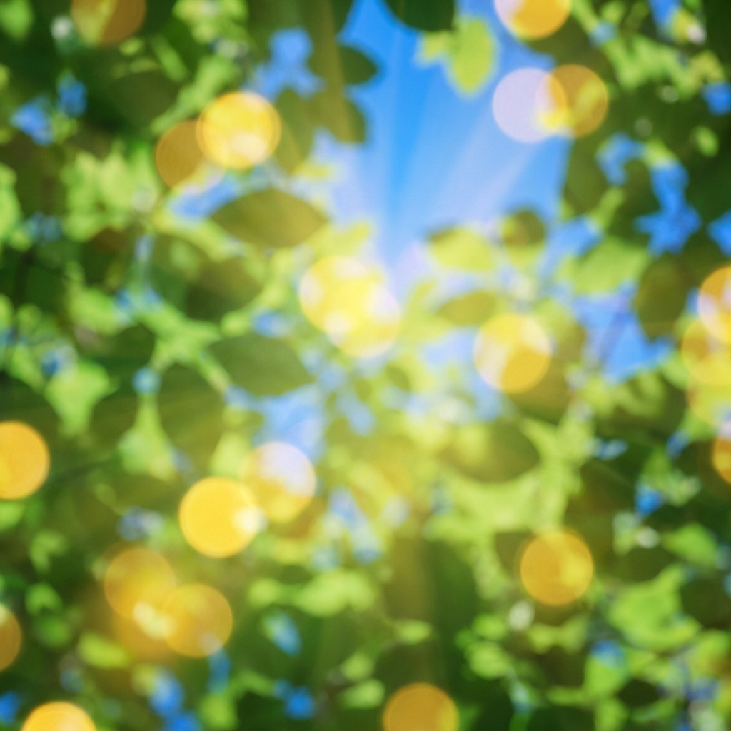 Forest texture